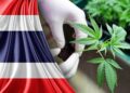 5 Sebab Kenapa Thailand Menghalalkan Kanabis