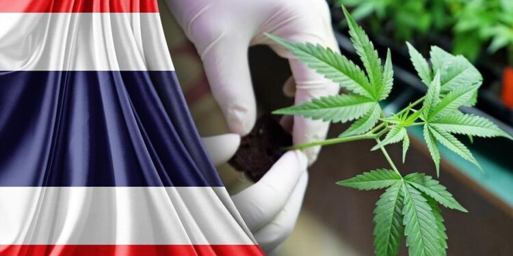 5 Sebab Kenapa Thailand Menghalalkan Kanabis