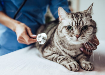 Ketahui Cara Pencegahan Penyakit Berjangkit dari Kucing