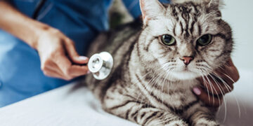 Ketahui Cara Pencegahan Penyakit Berjangkit dari Kucing