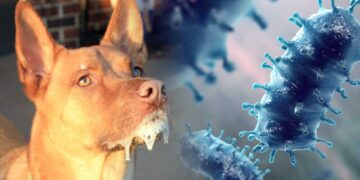 Digigit Kucing atau Anjing? Ini Tindakan Segera Cegah Rabies