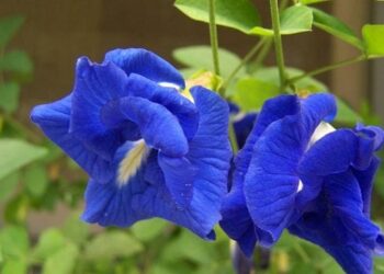 Bukan Sekadar Hiasan dan Pewarna – Ini 7 Khasiat Bunga Telang!