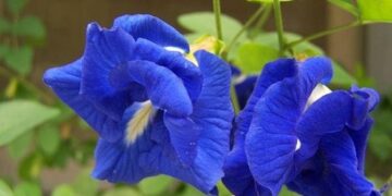 Bukan Sekadar Hiasan dan Pewarna – Ini 7 Khasiat Bunga Telang!