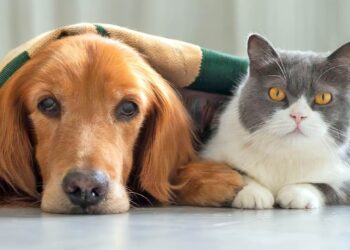 Kebaikan Memiliki Haiwan Peliharaan Untuk Kesihatan Mental