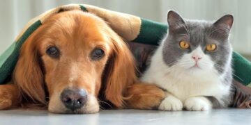 Kebaikan Memiliki Haiwan Peliharaan Untuk Kesihatan Mental