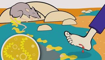 Kencing Tikus Boleh Bawa Maut? Ini Fakta Mengenai Leptospirosis