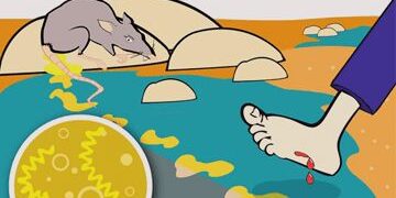 Kencing Tikus Boleh Bawa Maut? Ini Fakta Mengenai Leptospirosis