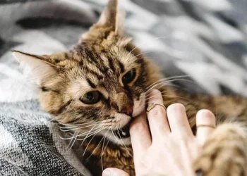 Kenali Penyakit Zoonotik: Punca, Contoh & Cara Pencegahan