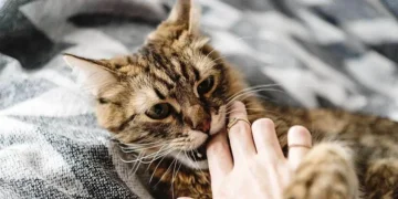 Kenali Penyakit Zoonotik: Punca, Contoh & Cara Pencegahan