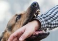How To Prevent Rabies