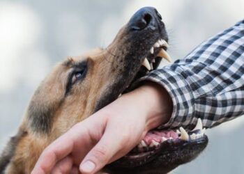 How To Prevent Rabies