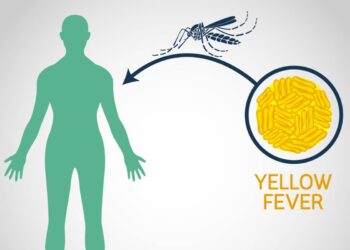 Yellow Fever: Symptoms and Prevention