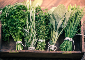 Panduan Herba Kesihatan: Dari Dapur ke Penawar Semula Jadi