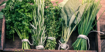 Panduan Herba Kesihatan: Dari Dapur ke Penawar Semula Jadi